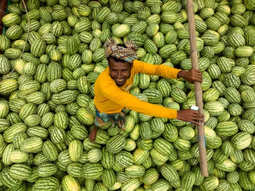 Watermelon transporter  80x120 cm