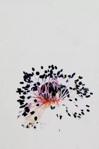 Seeds  120x180 cm