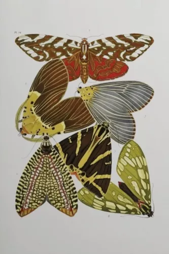 Butterfly family  80x120 cm