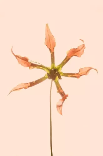 Dancing foliage  80x120 cm