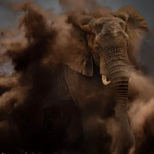 Dusty elephant 120x120 cm
