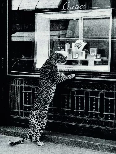 This Panther loves Cartier 80x120 cm