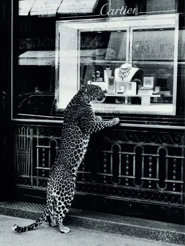 This Panther loves Cartier 120x180 cm