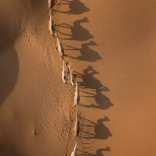 Camel Race  100x100 cm