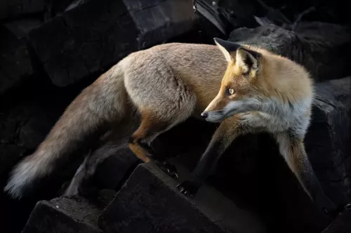 The Fox  80x120 cm