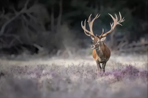 King in the field  120x180 cm