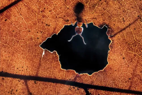 Antz  120x180 cm