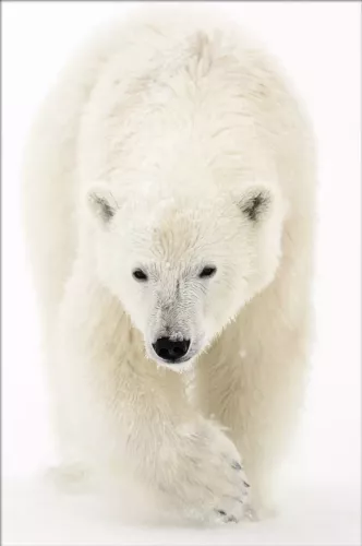 Polar Stroll  80x120 cm
