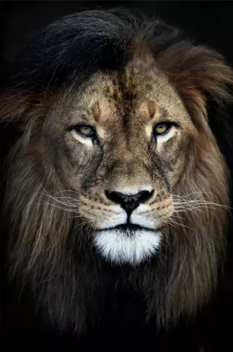 Strong Lion 120x180 cm