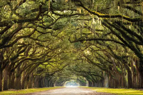 Forest path 