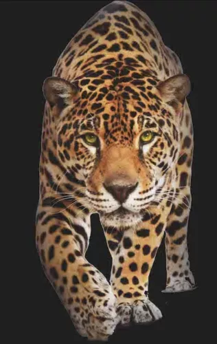 Spotted wild cat panther