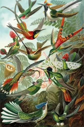 Trochilidae 