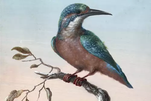 Kingfisher - Dietzch  